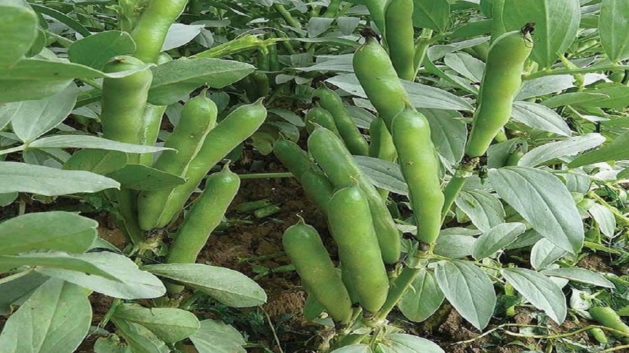 از