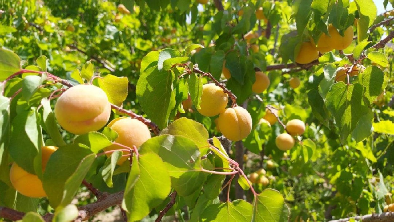 آغاز برداشت زردآلو در سیستان و بلوچستان