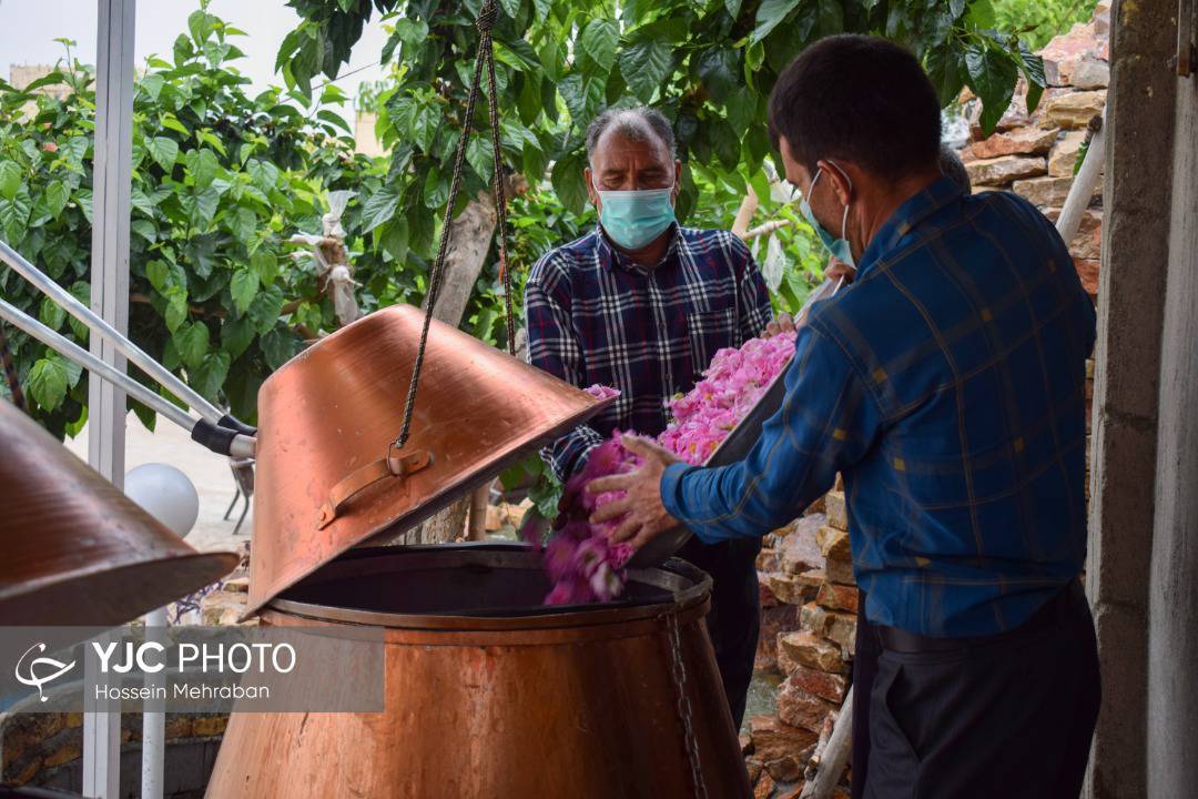 آغاز برداشت گل محمدی از سطح گلستان های مشهد+ عکس