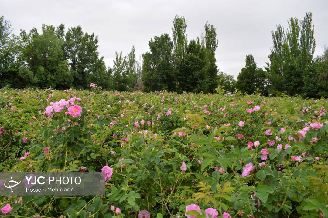 آغاز برداشت گل محمدی از سطح گلستان های مشهد+ عکس