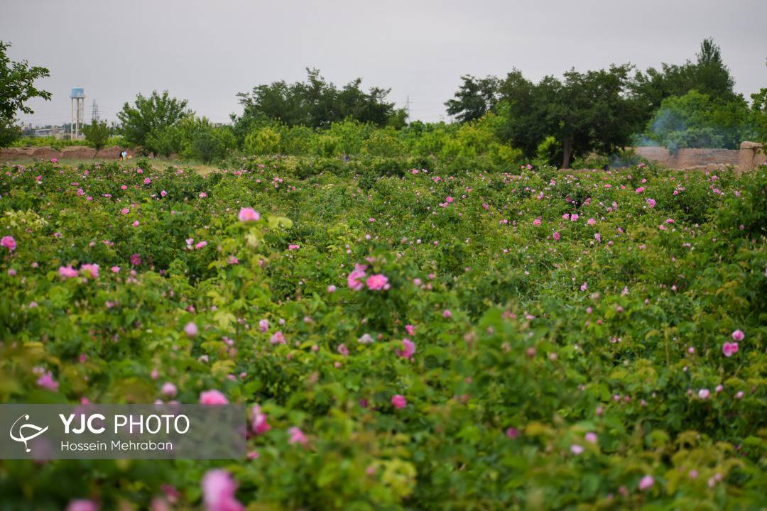 آغاز برداشت گل محمدی از سطح گلستان های مشهد+ عکس