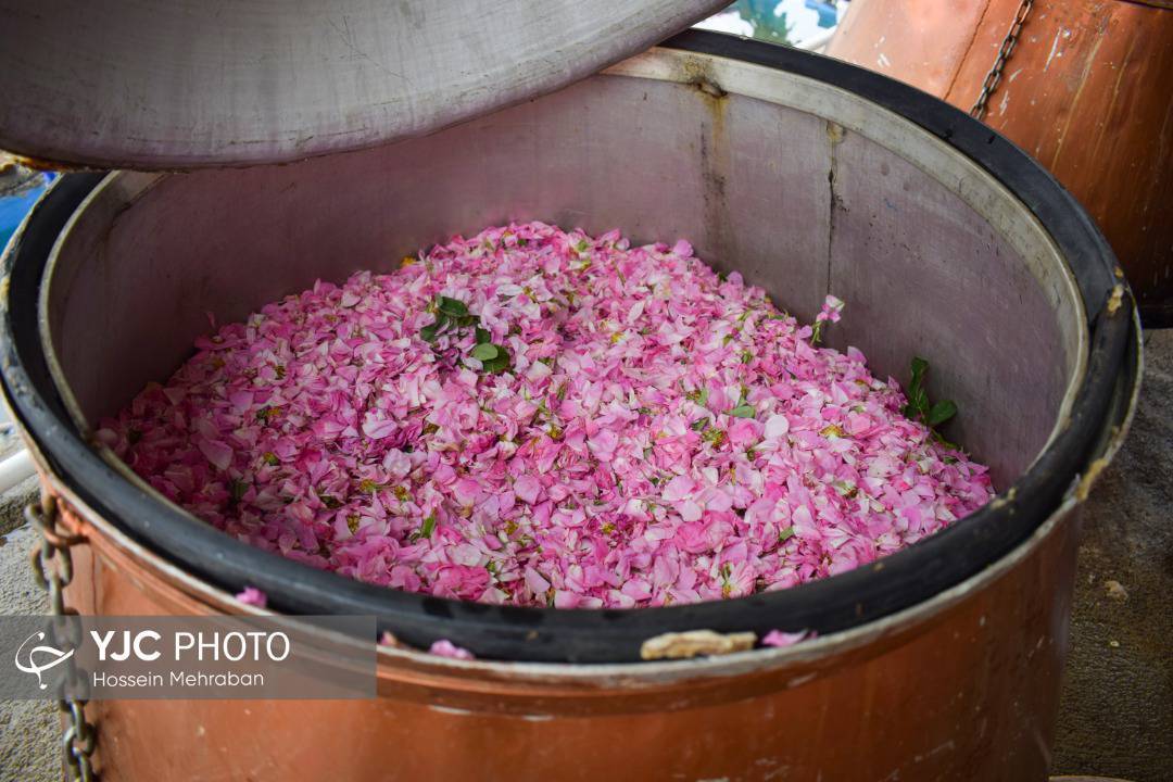 آغاز برداشت گل محمدی از سطح گلستان های مشهد+ عکس