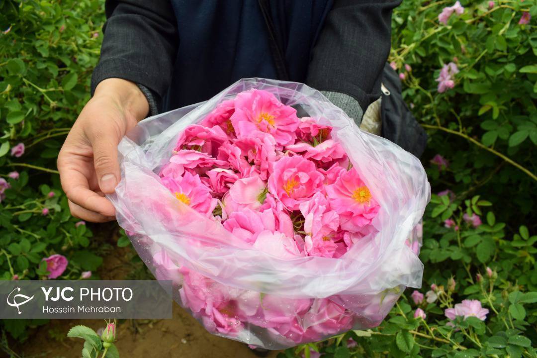 آغاز برداشت گل محمدی از سطح گلستان های مشهد+ عکس
