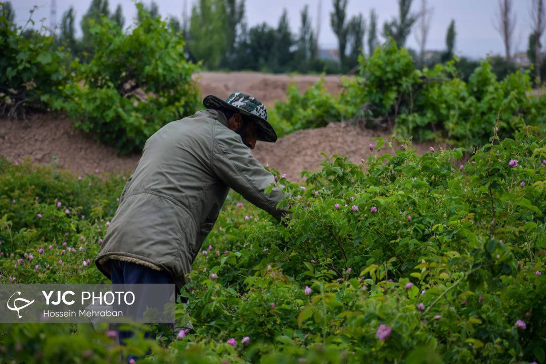 آغاز برداشت گل محمدی از سطح گلستان های مشهد+ عکس