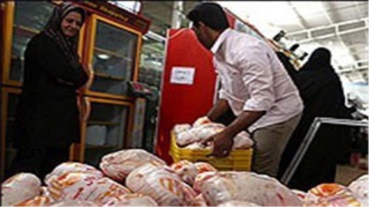 بازار مرغ کاشان در اختیار برخی واردکننده‌هاست