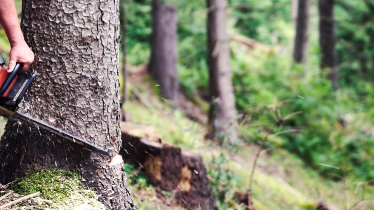 مدیر منابع طبیعی گالیکش برکنار شد