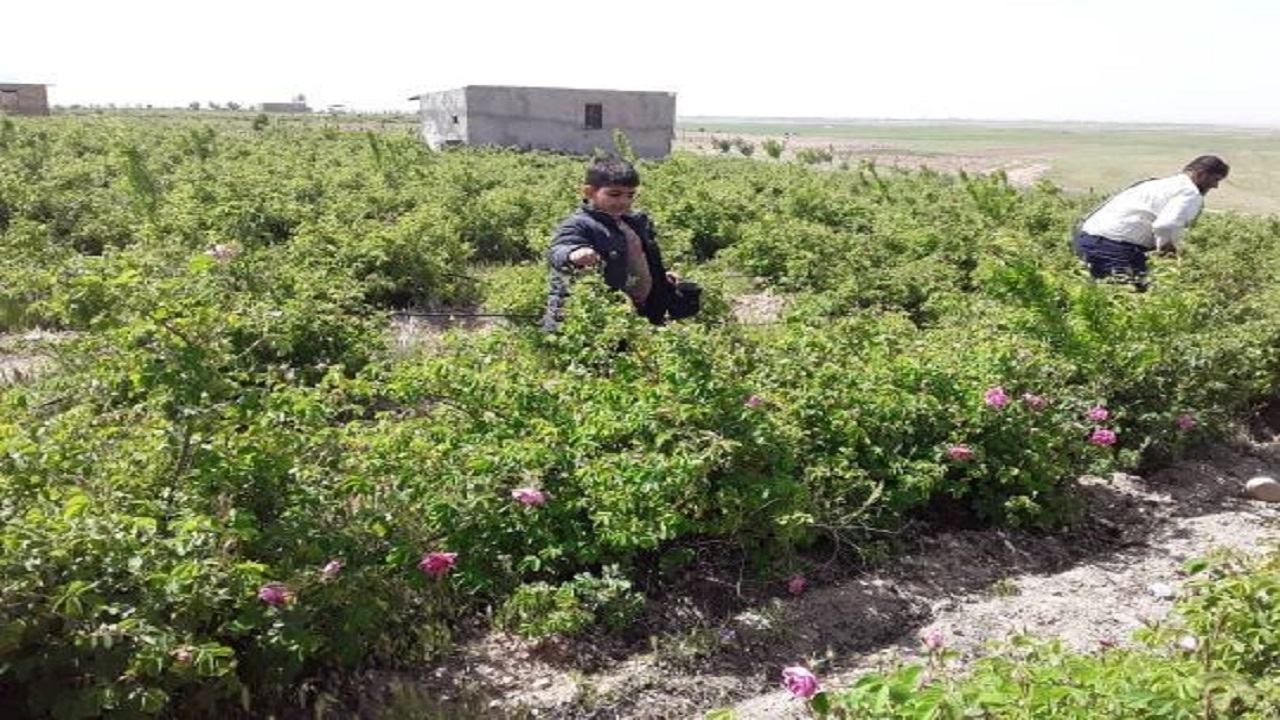 آغاز برداشت گل محمدی در شهرستان قزوین