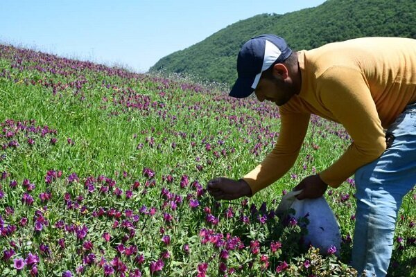 گل گاو زبان دمنوشی دارویی با ارزش اقتصادی بالا