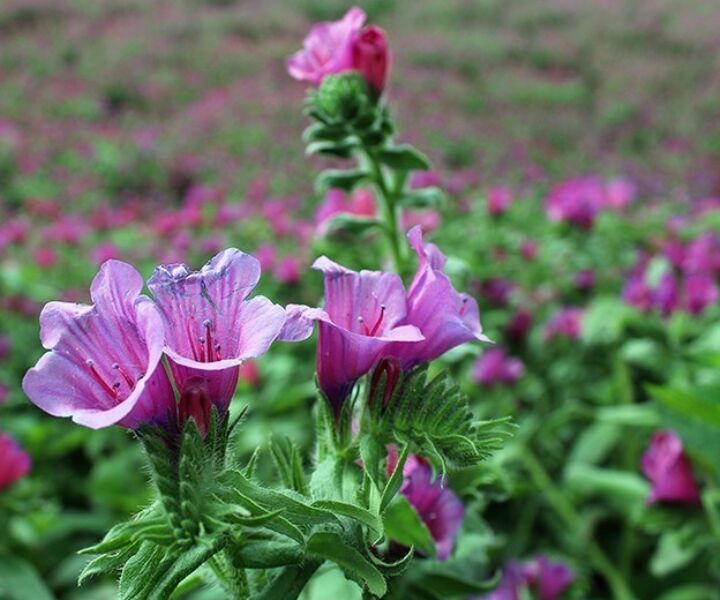 گل گاو زبان دمنوشی دارویی با ارزش اقتصادی بالا