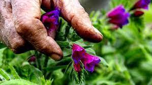 گل گاو زبان دمنوشی دارویی با ارزش اقتصادی بالا
