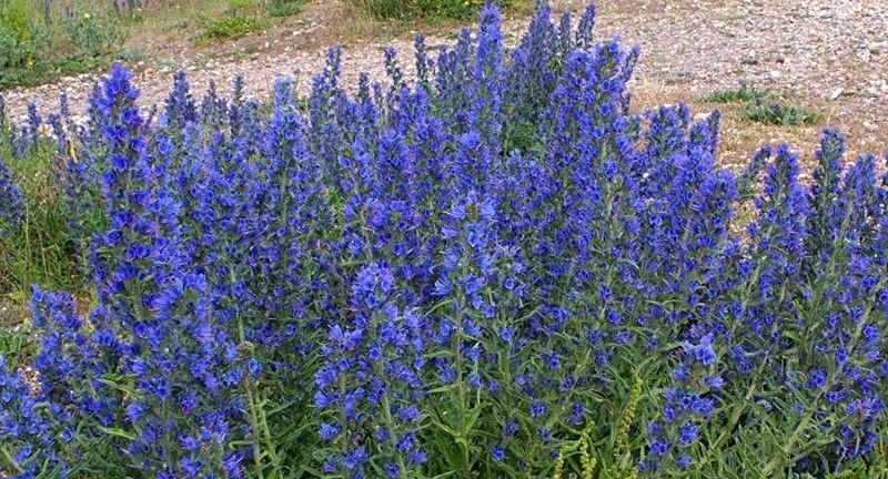 گل گاو زبان دمنوشی دارویی با ارزش اقتصادی بالا