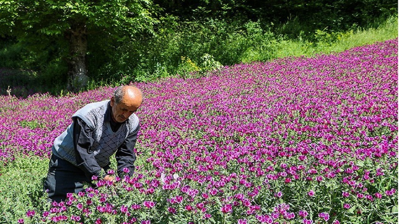 گل گاو زبان دمنوشی دارویی با ارزش اقتصادی بالا