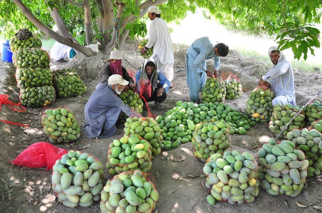 یرداشت انبه