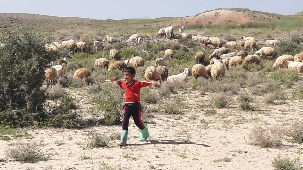 ۱۰ هزار دامداری سنتی در استان بوشهر فعالیت دارند