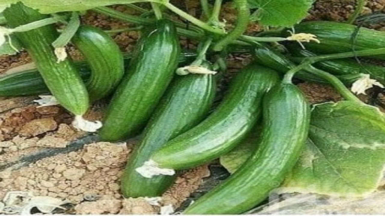 به ثمر نشستن بوته های خیار در مزارع طبس
