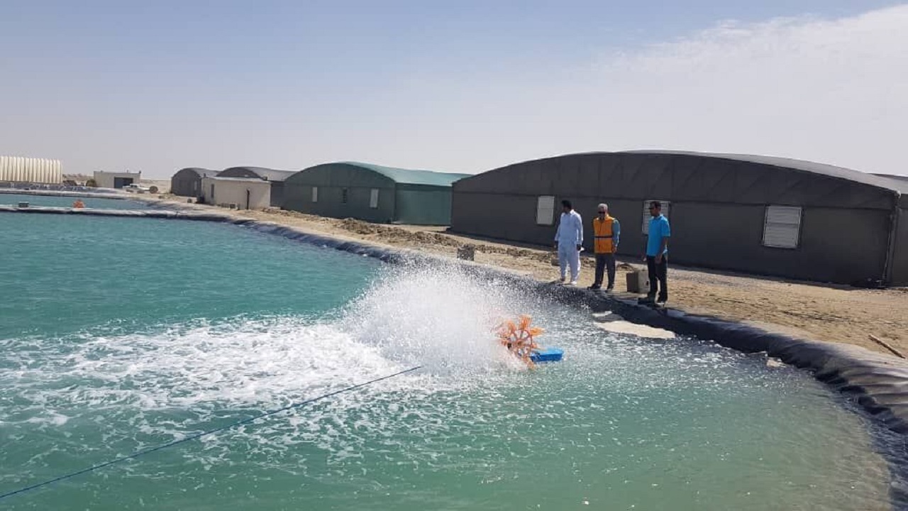 کنارک با ۲ مرکز تکثیر میگو، ظرفیت تولید سالانه ۱۵۰ میلیون قطعه پست لارو را دارد