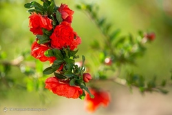 برداشت خربزه - سرخه