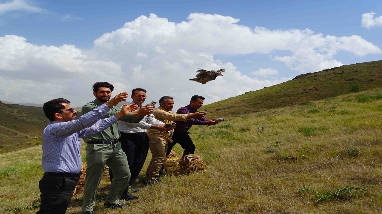 رهاسازی بیش از ۸۵۰ گونه جانوری در زیستگاه‌های طبیعی کردستان