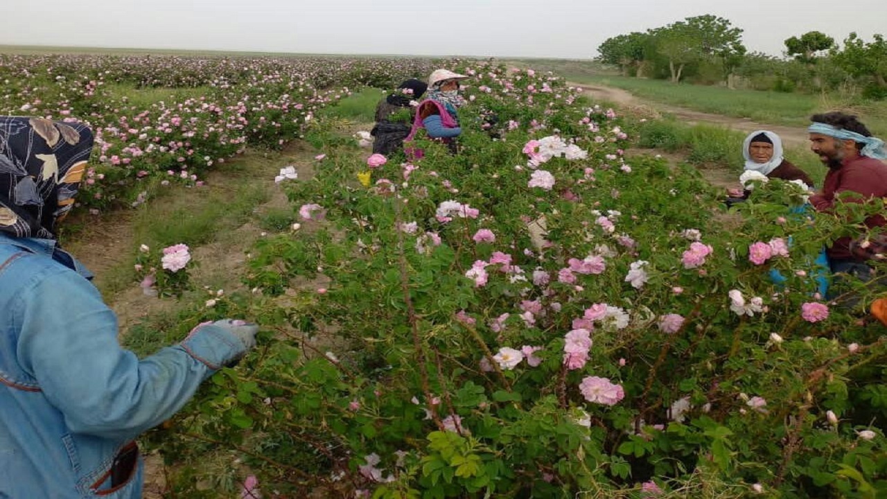 آغاز برداشت گل محمدی ازگلستان‌های خوشاب