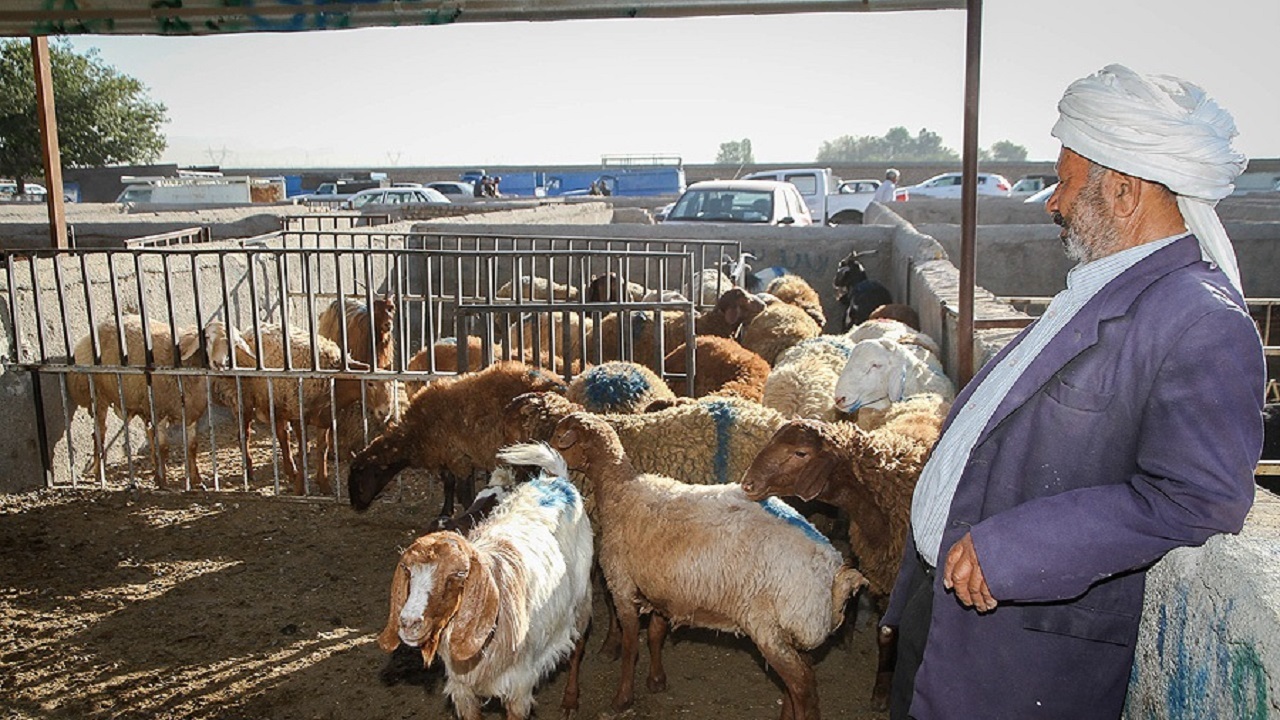 دو طرح حوزه دام خراسان جنوبی، آماده بهره برداری
