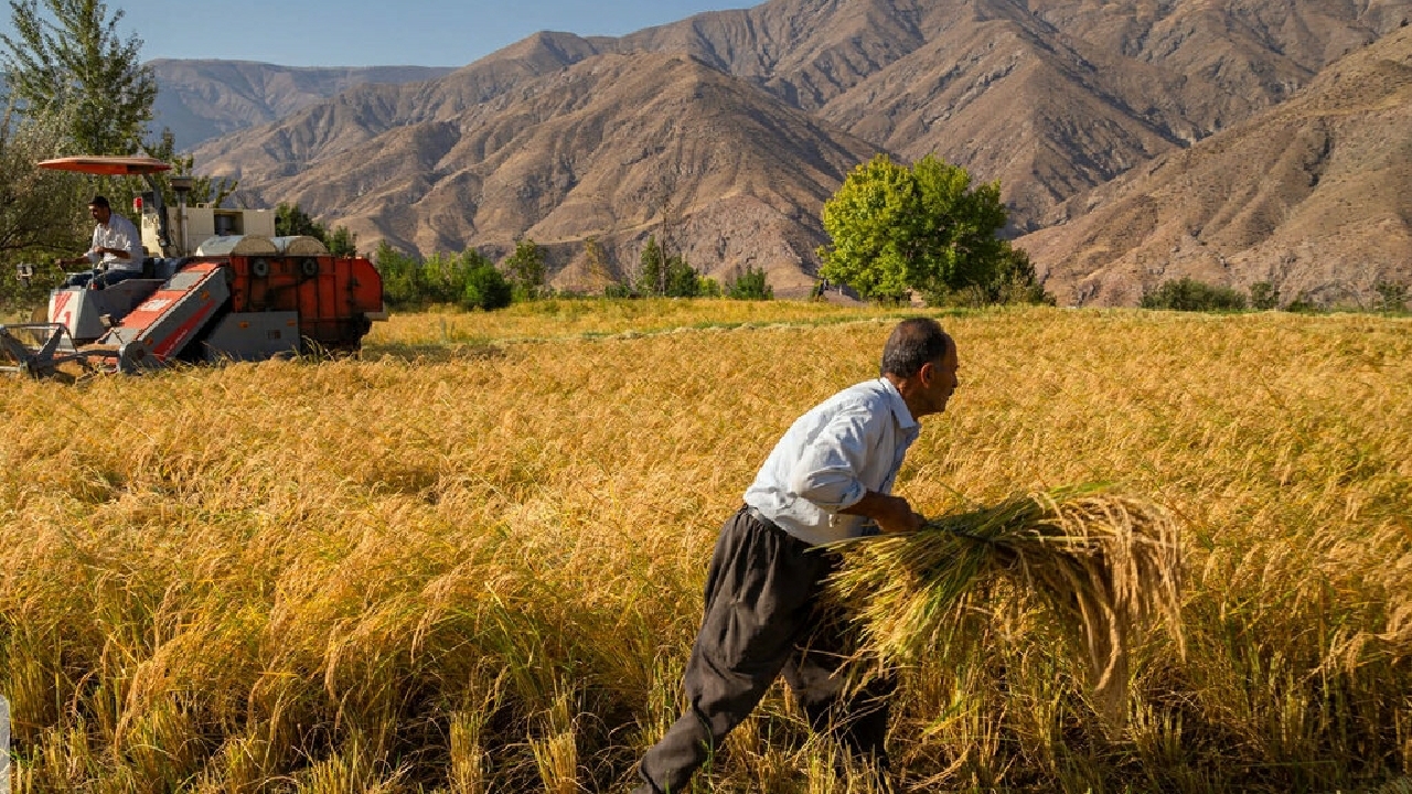 طرح مشارکتی وزارت کشاورزی چقدر در اندیمشک موفق بود؟