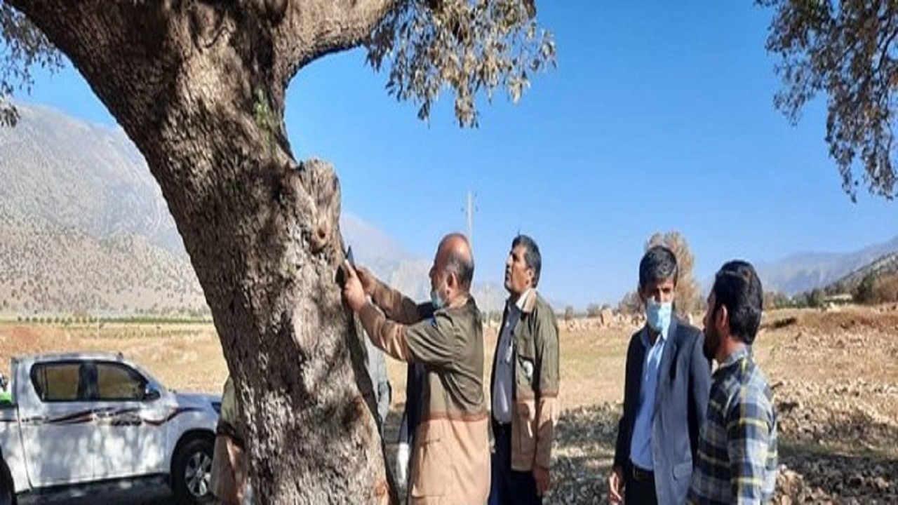 برنامه‌های گسترده برای مبارزه با آفت جوانه خوار و برگ خوار انجام می شود