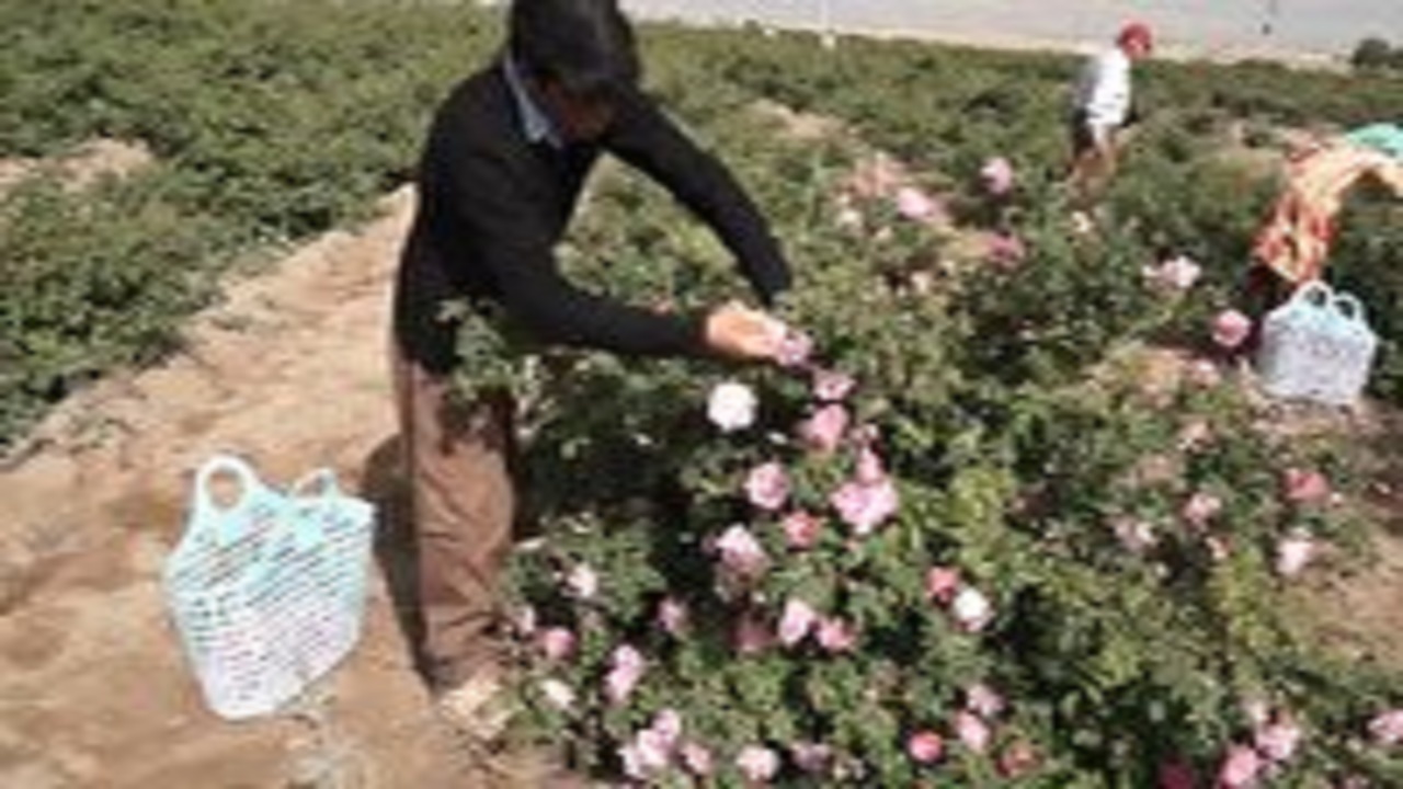 برداشت گل محمدی از مزارع شاهرود