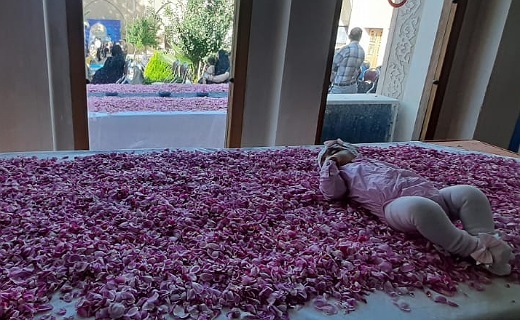 برگزاری آیین ملی گل غلتان در کاشان+&zwnj;  &zwnj;تصاویر و فیلم