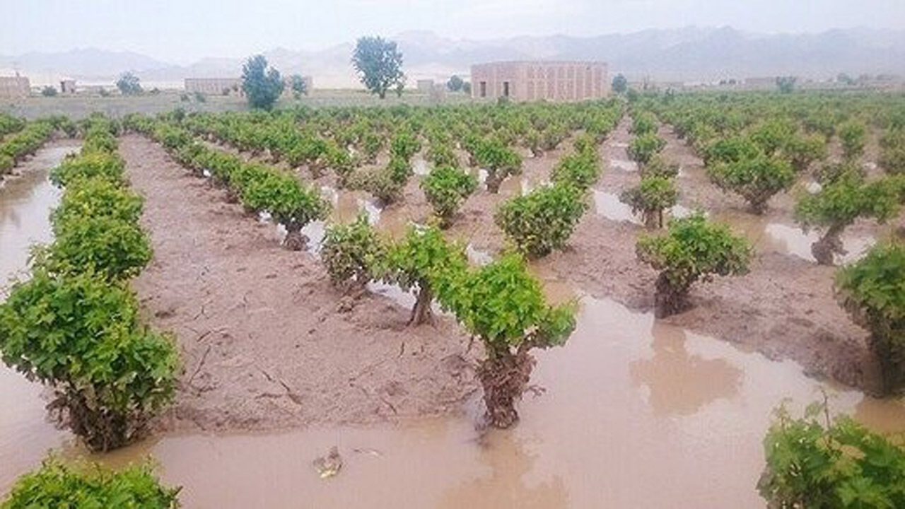 خسارت میلیاردی بارش‌های بهاره به بخش کشاورزی کردستان