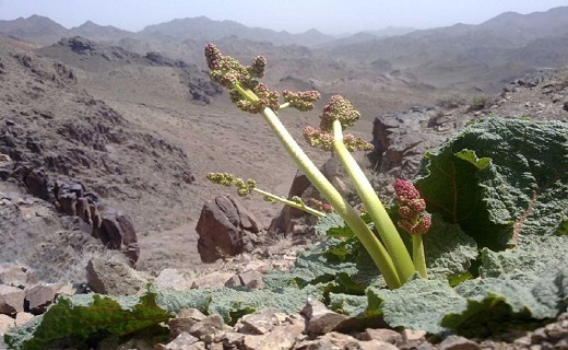 گنج پنهان در دل کوه گنج پنهان در دل کوه