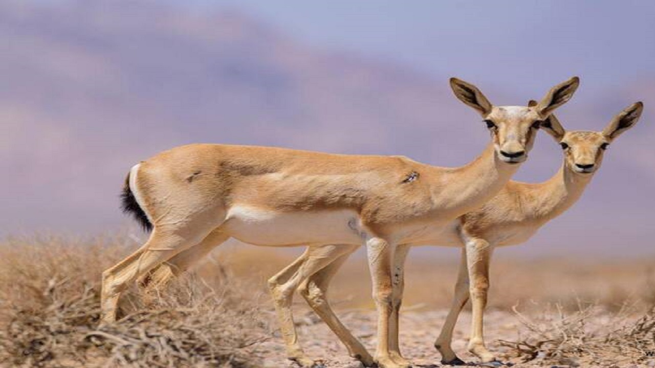 تصاویری دیدنی از دویدن آهوان پارک ملی گلستان +فیلم