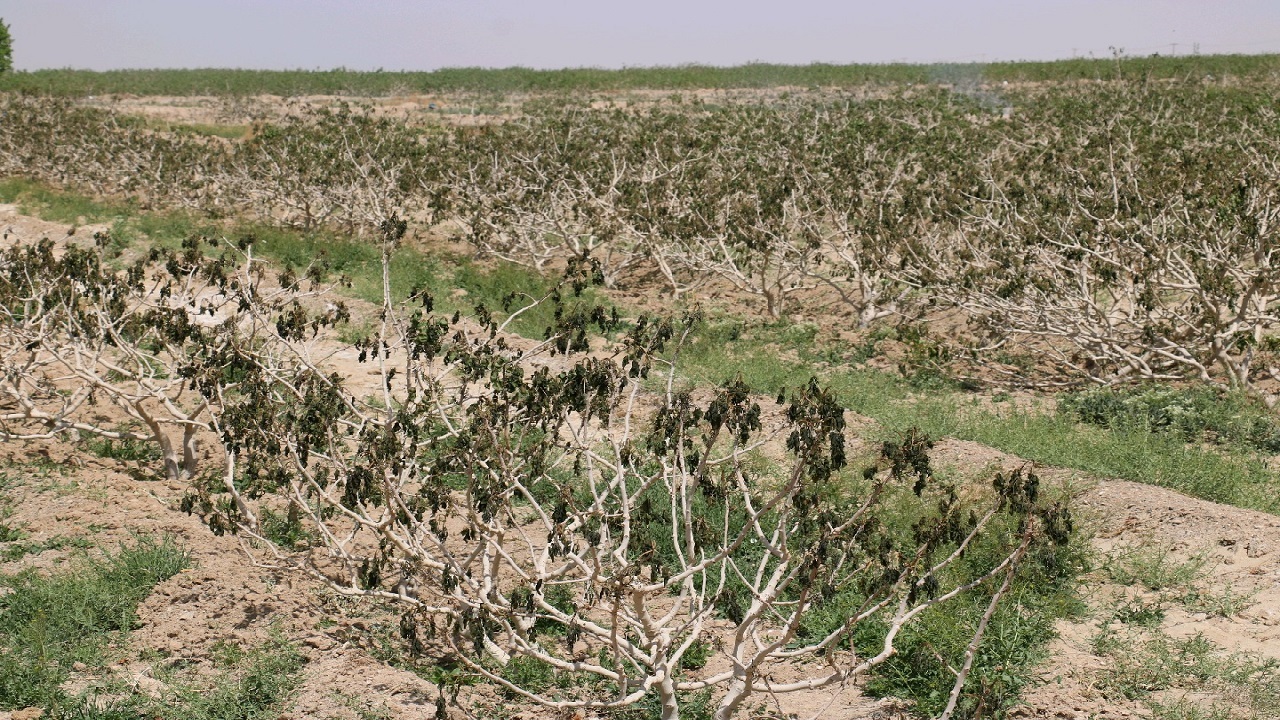 خسارت یک هزار میلیاردی سرمازدگی به بخش زراعت در چهارمحال و بختیاری