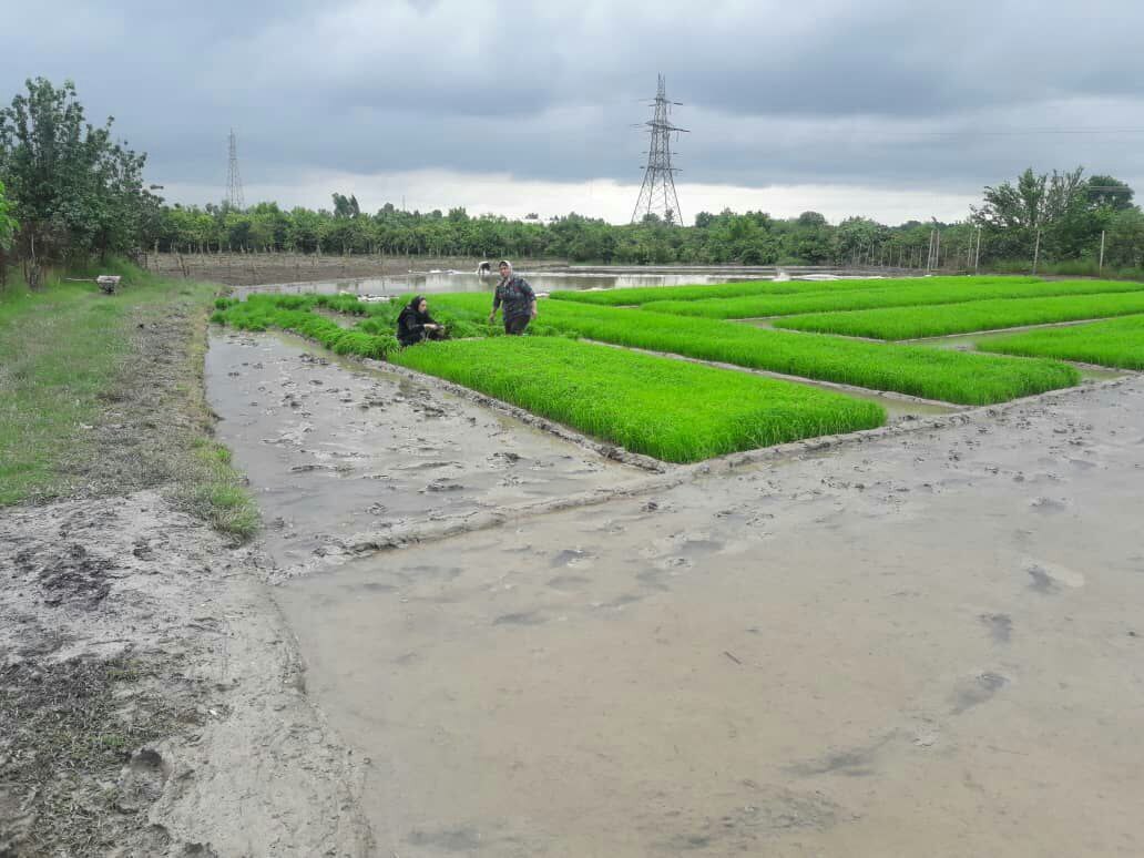 آغاز نشاکاری برنج در روستای صنم حاجیکلا به روایت تصاویر