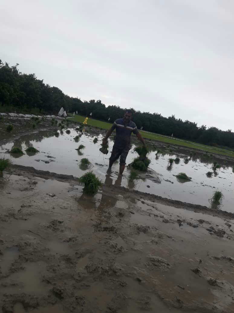 آغاز نشاکاری برنج در روستای صنم حاجیکلا به روایت تصاویر