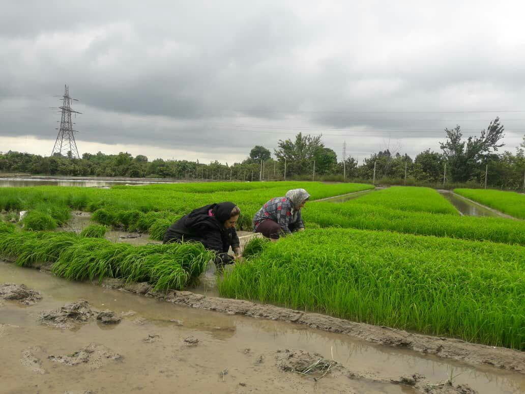 آغاز نشاکاری برنج در روستای صنم حاجیکلا به روایت تصاویر