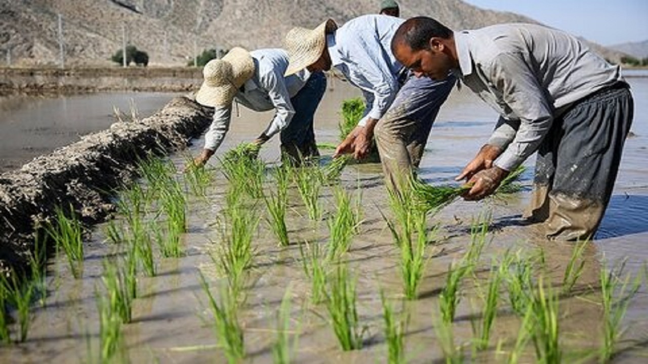 اخطار به برنج کاران کرمانشاهی