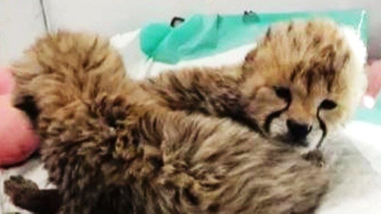 توله یوز‌های «ایران» دور از مادر رشد عادی دارند