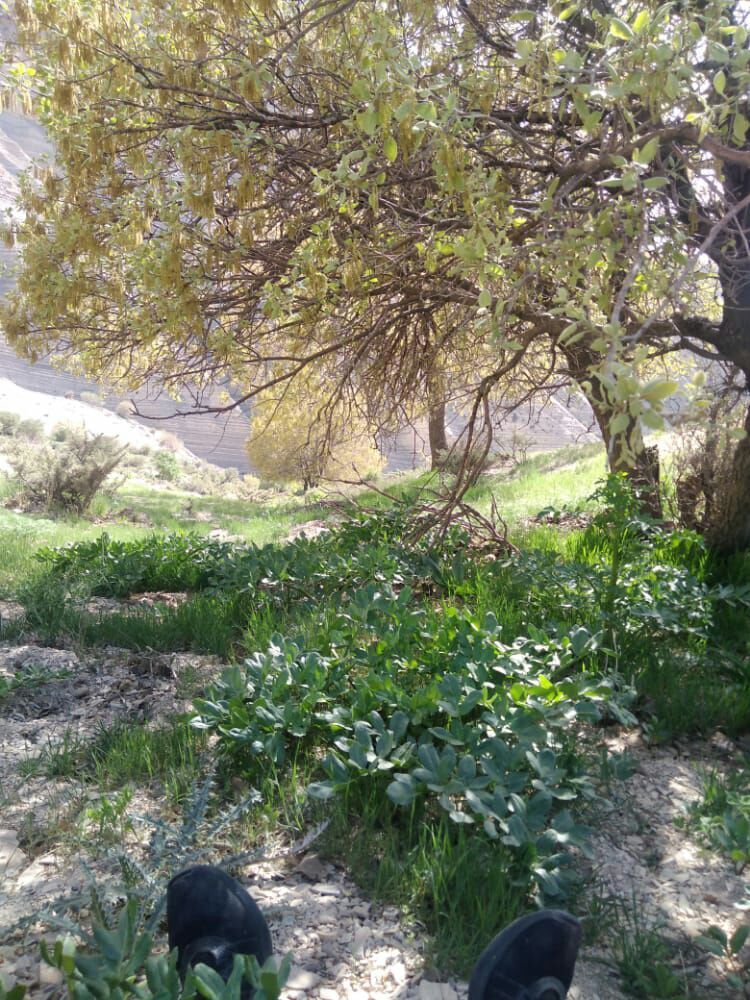 تصاویری از طبیعت بهاری دشت ارژن