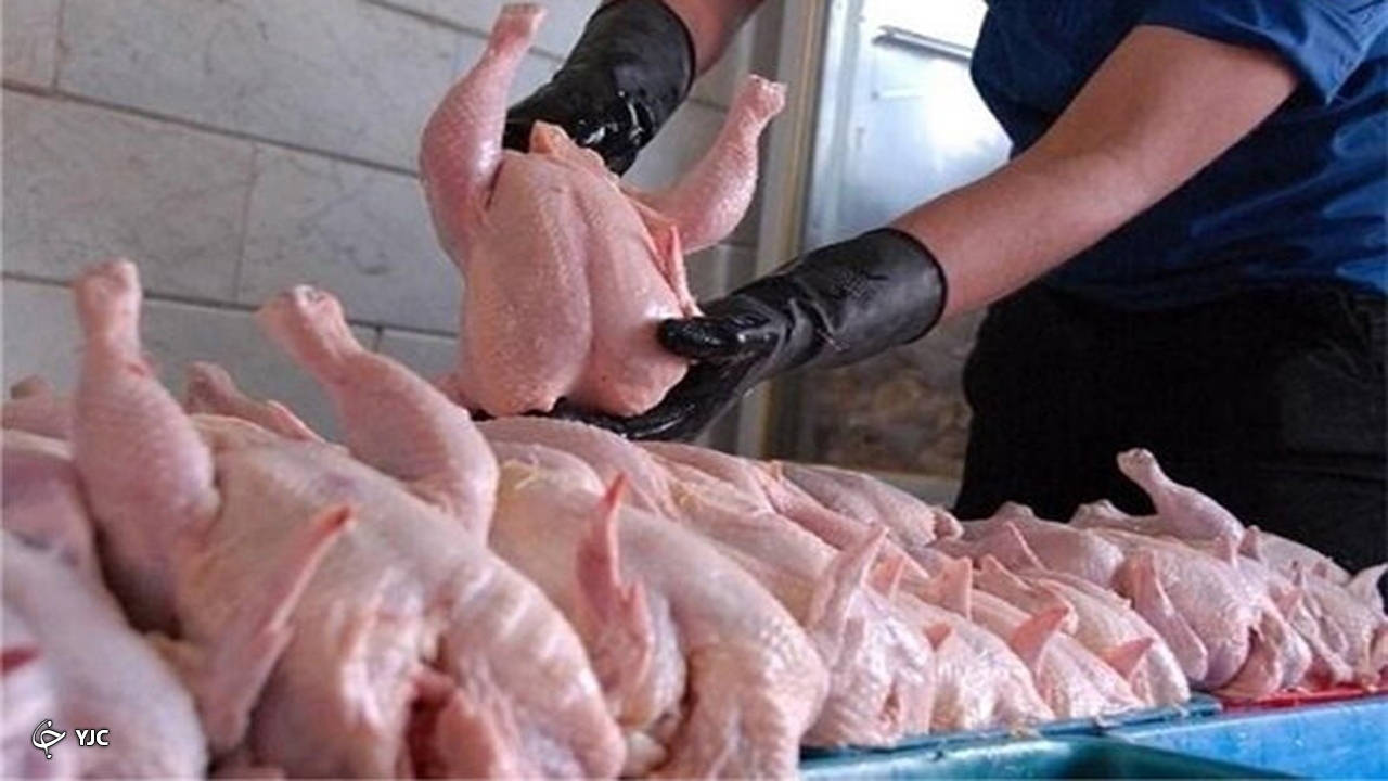۴۶ هزار قطعه مرغ در مهاباد توزیع می‌شود