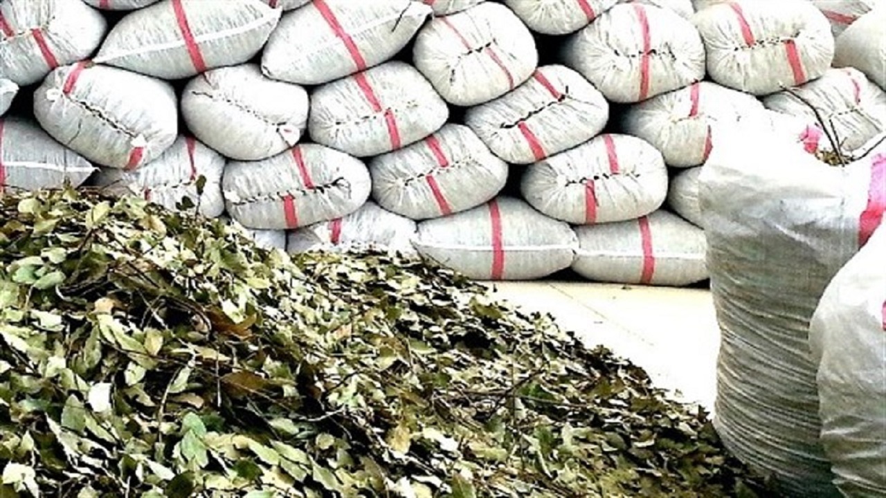 کشف ۲ تُن و ۴۰۰ کیلوگرم گیاه دارویی قاچاق در قصرشیرین