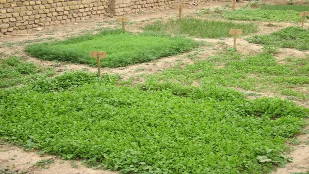 ایجاد ۸ باغچه محصولات سالم ویژه زنان روستایی در مرودشت