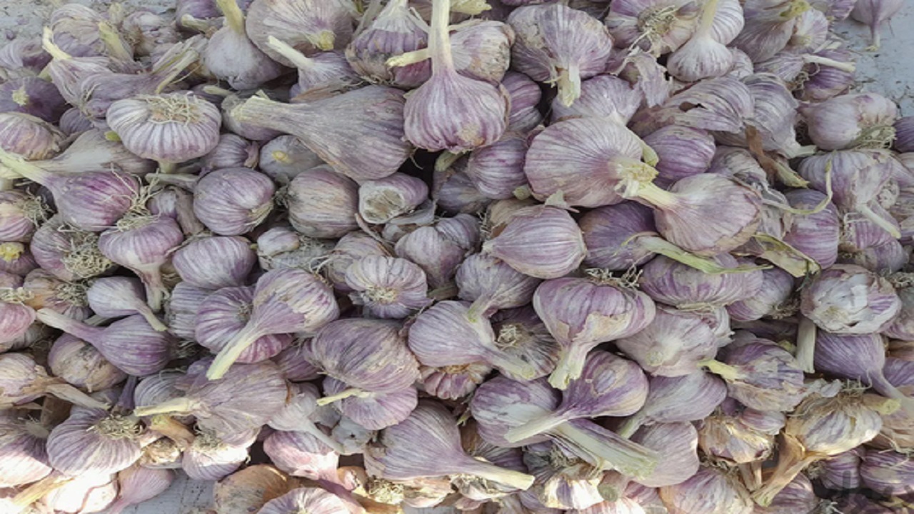 سیر سرخ ارگانیک بشاگرد به بازار آمد