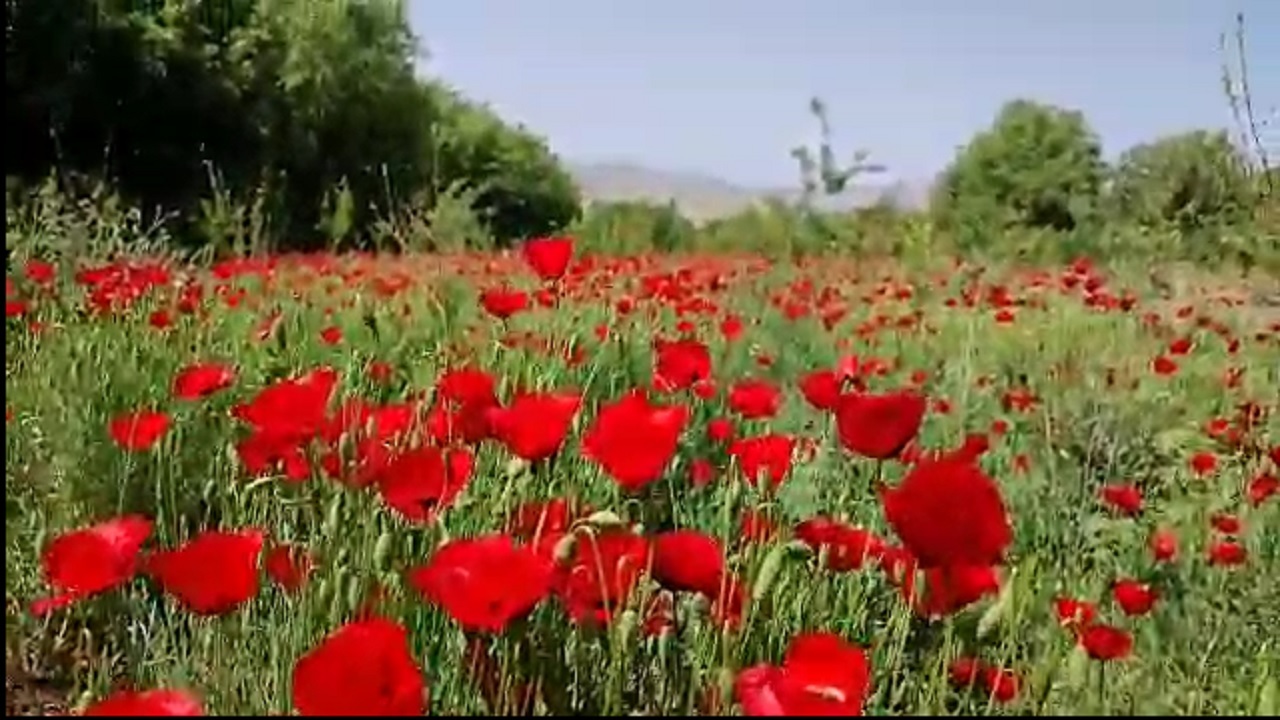 دشت شقایق‌ در نهاوند + فیلم