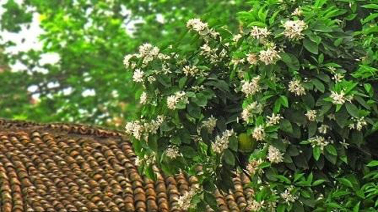 آغاز جشنواره ملی بهار نارنج در بابل