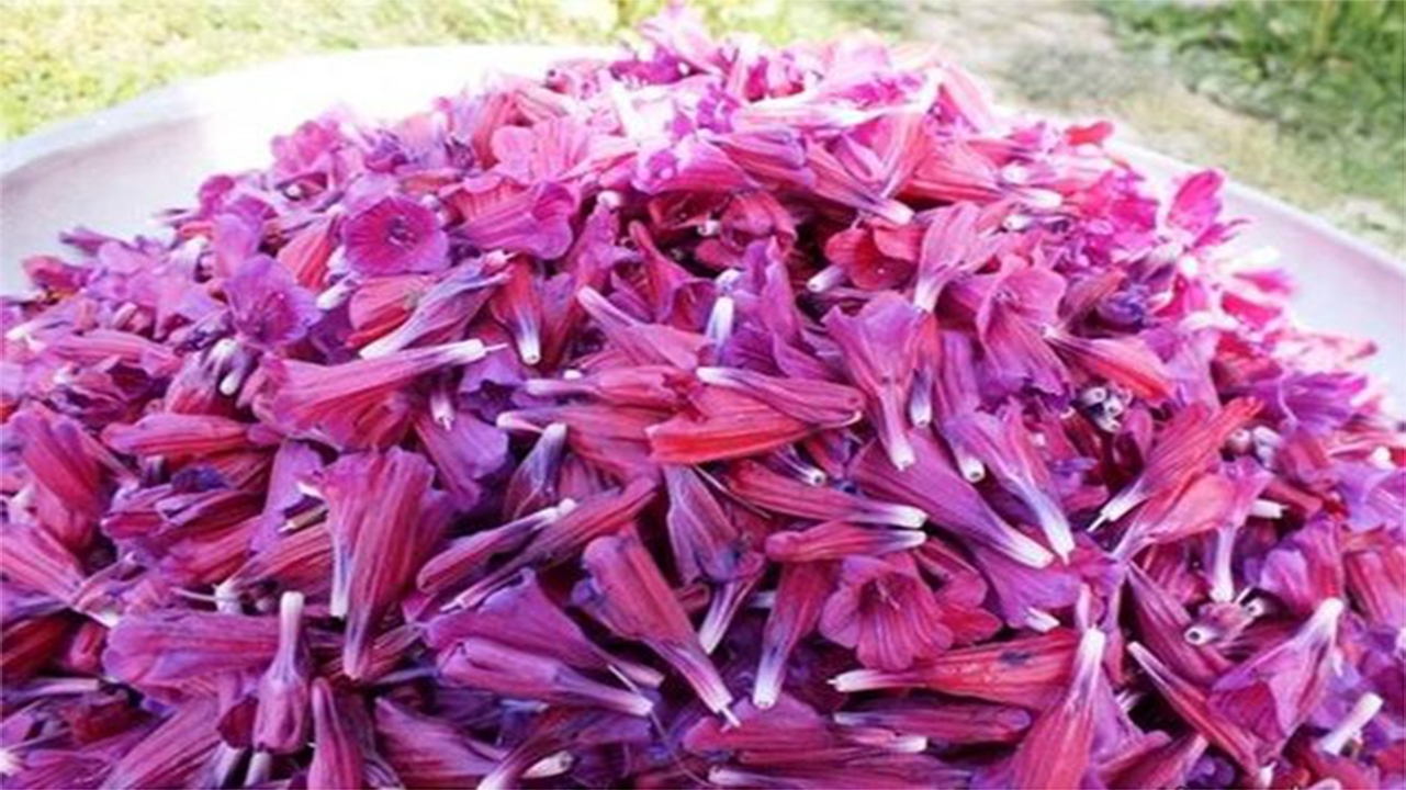 برداشت گیاه دارویی گل گاوزبان در شهرستان آباده