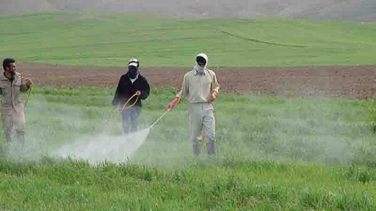 سمپاشی هشت هزار هکتار از مزارع غلات در مراغه