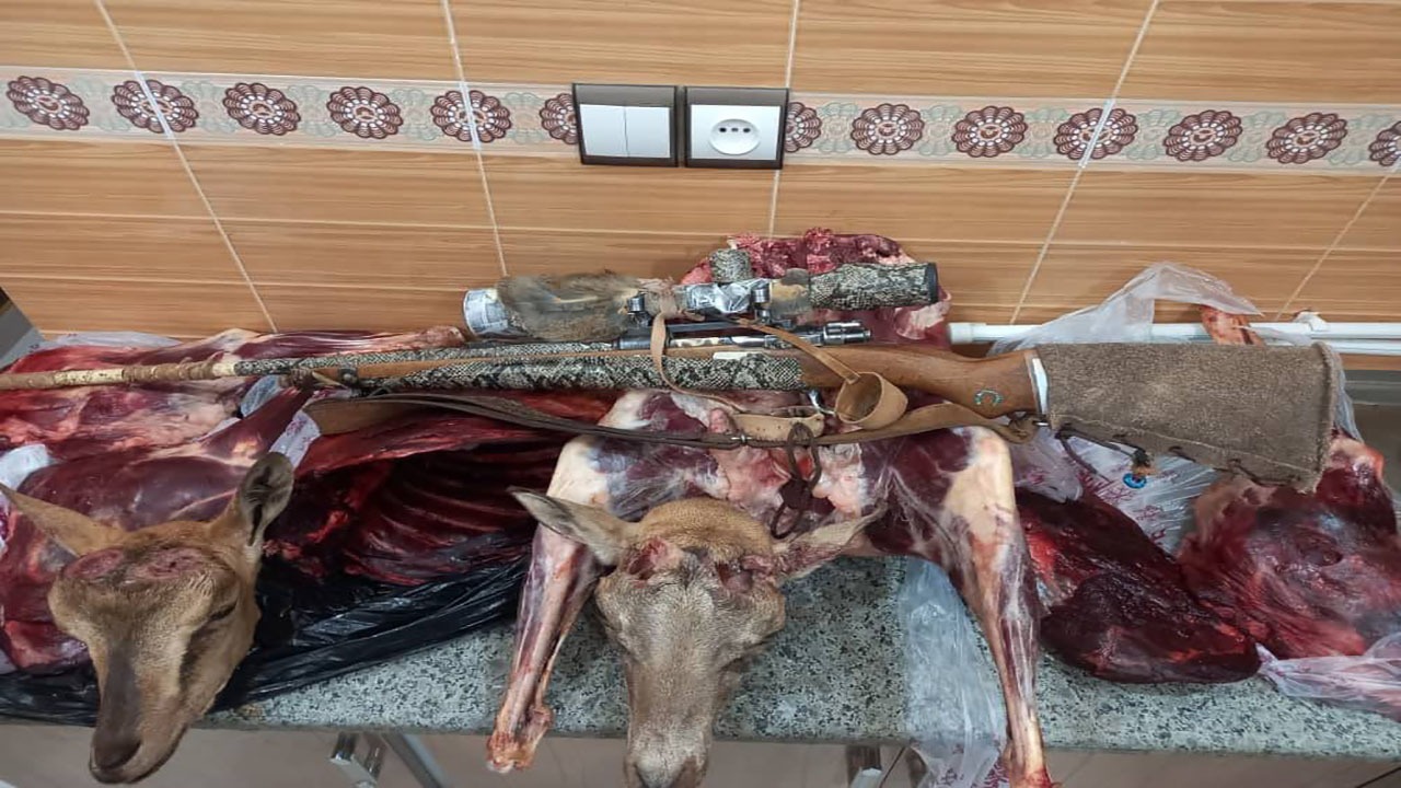 دستگیری متخلفان شکار غیرمجاز دو راس قوچ و کل وحشی در راور