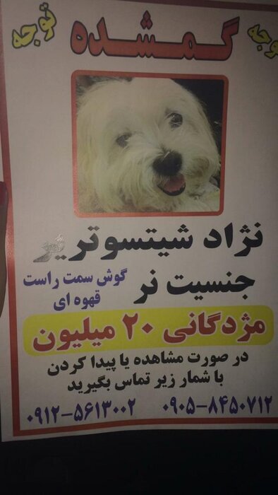 چند فریم با جسد حیوان خانگی، چند هزار دنبال&zwnj;کننده