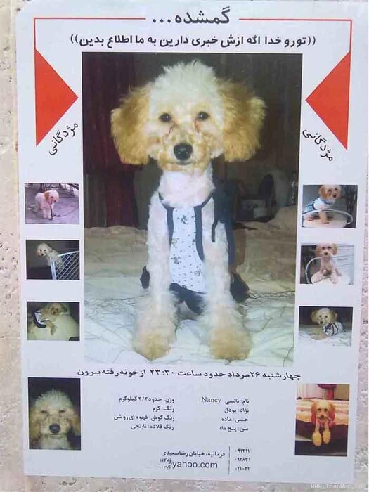 چند فریم با جسد حیوان خانگی، چند هزار دنبال&zwnj;کننده