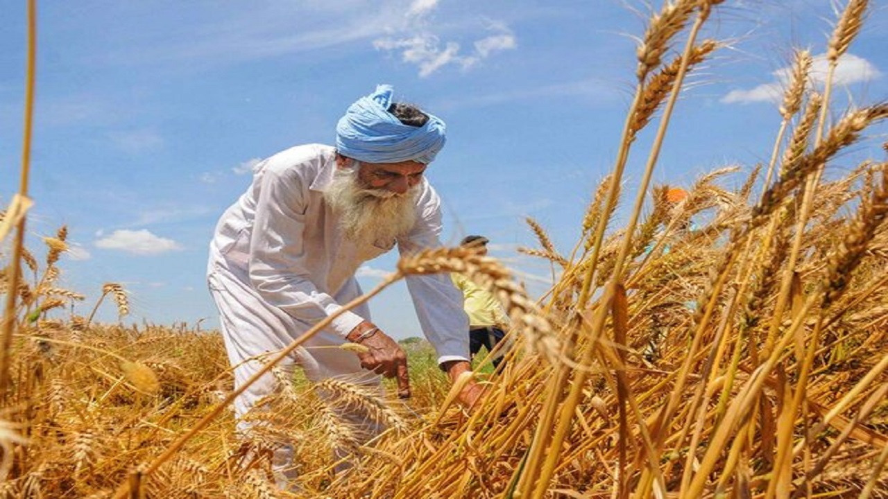 آغاز خرید تضمینی گندم در خراسان رضوی